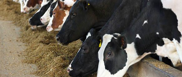 Arzinger Advises Agromilk Holding on Acquisition of Belarusian Dairy Farm