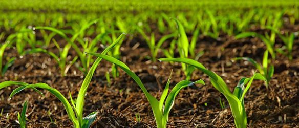 Cobalt Advies on SIA Palsa "Inclusion" Into AS Eves Agro