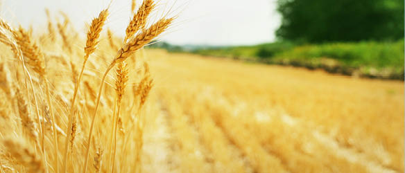 PNSA Advises Ameropa Grains on Acquisition of Mirosi/Caldararu Agricultural Platform