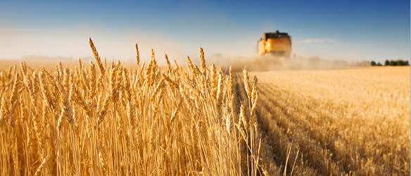 Asters Advises EBRD on Financing to Grain Alliance Group