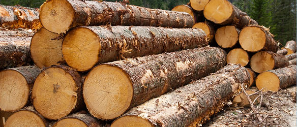 Wardynski & Partners Advises Bergs on Pinus Acquisition